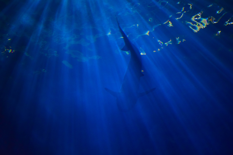 Illustration for article titled Shedd Aquarium